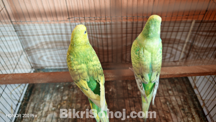 বাজিগর পাখি রানিং জোড়া